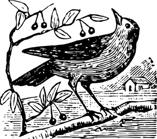 bird
